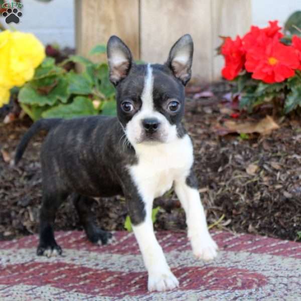 Milo, Boston Terrier Puppy