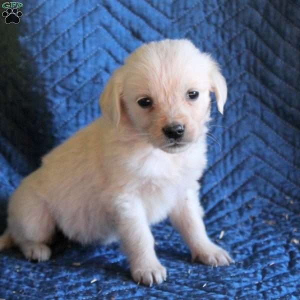 Mini, English Cream Golden Retriever Puppy