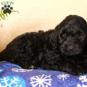 Mulberry, Mini Goldendoodle Puppy