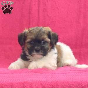 Nelly, Shih-Poo Puppy
