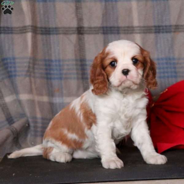 Noel, Cavalier King Charles Spaniel Puppy
