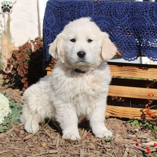 Olaf, English Cream Golden Retriever Puppy