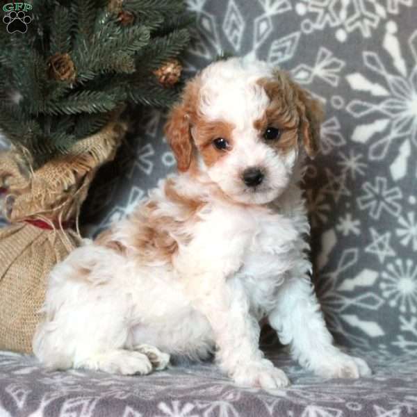 Oliver, Mini Labradoodle Puppy