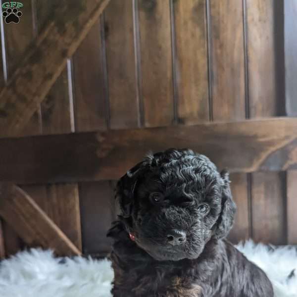 Oliver, Mini Goldendoodle Puppy