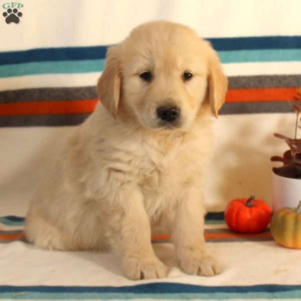 Oscar, English Cream Golden Retriever Puppy
