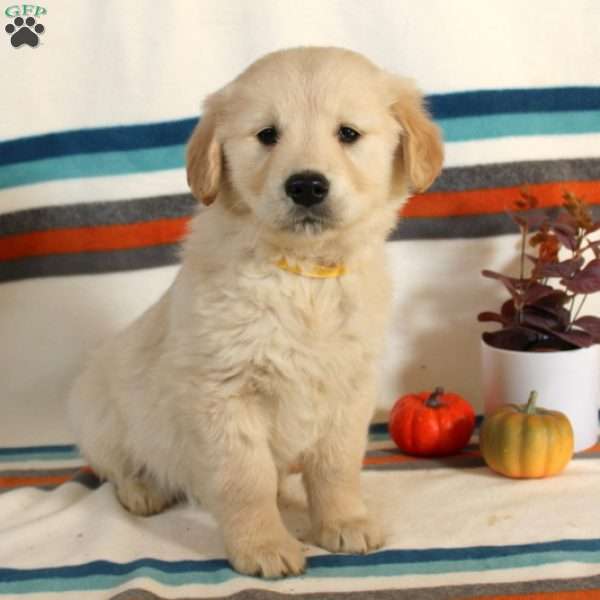 Otis, English Cream Golden Retriever Puppy