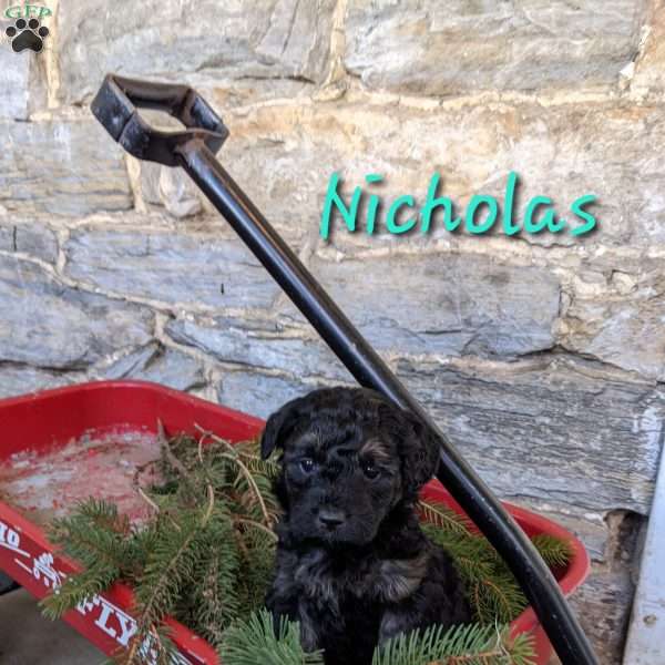 Nicholas, Mini Goldendoodle Puppy