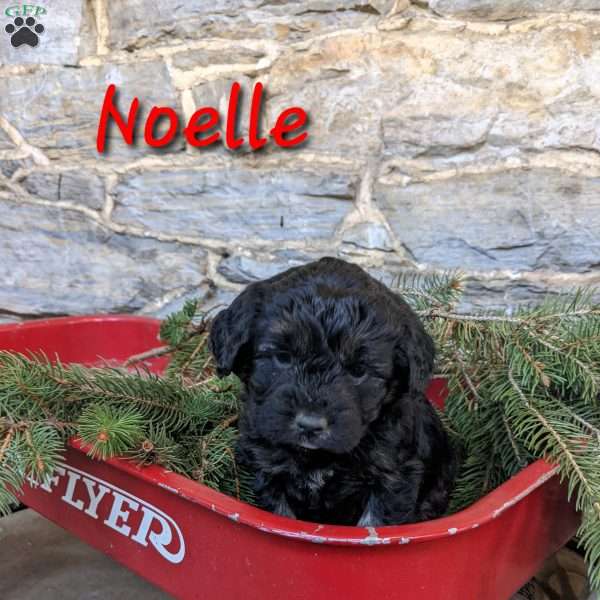 Noelle, Mini Goldendoodle Puppy