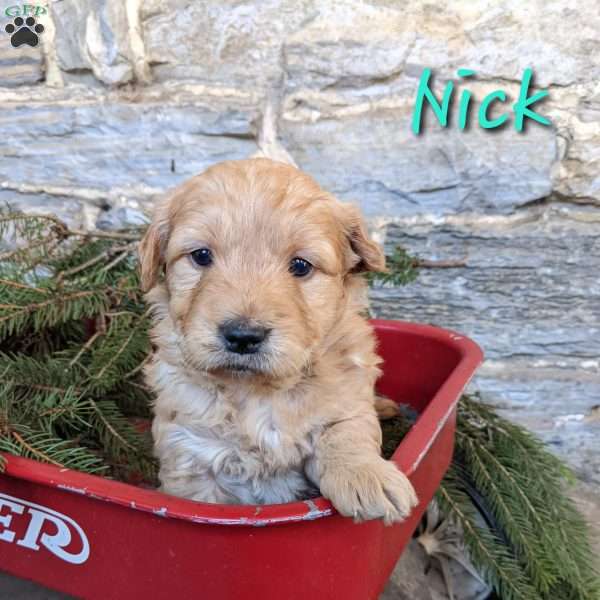 Nick, Mini Goldendoodle Puppy