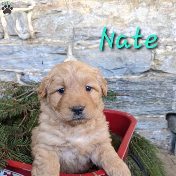Nate, Mini Goldendoodle Puppy
