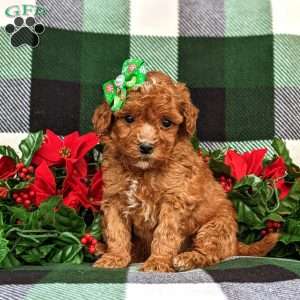 greenfield puppies mini poodles