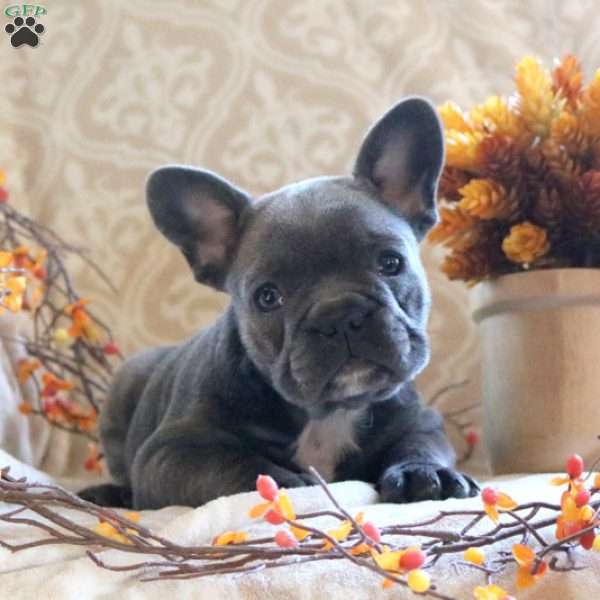 Paisley, French Bulldog Puppy