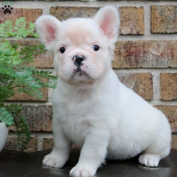 Patch-Fluffy, French Bulldog Puppy