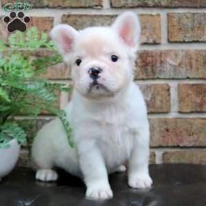 Patch-Fluffy, French Bulldog Puppy