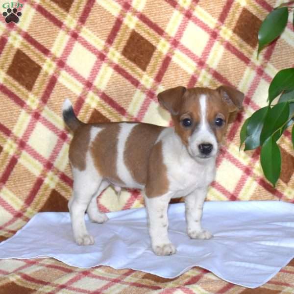 Patches, Jack Russell Terrier Puppy