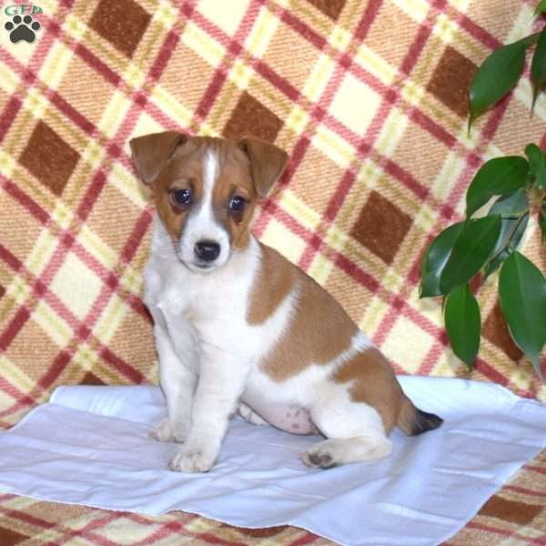 Peach, Jack Russell Terrier Puppy