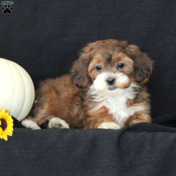 Penelope, Shih-Poo Puppy