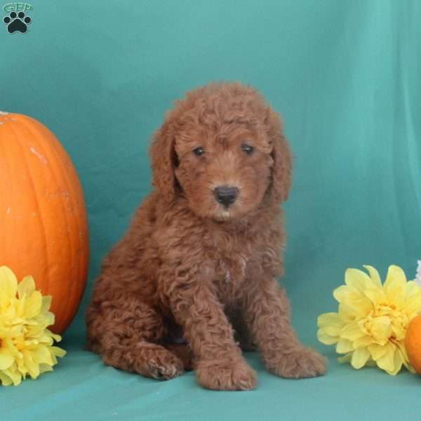 Penny, Mini Goldendoodle Puppy