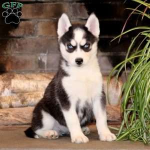 Siberian Husky Puppies For Sale | Greenfield Puppies