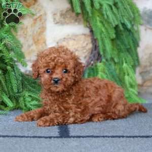 Prince, Toy Poodle Puppy