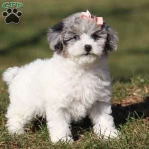 Queenie, Miniature Poodle Puppy