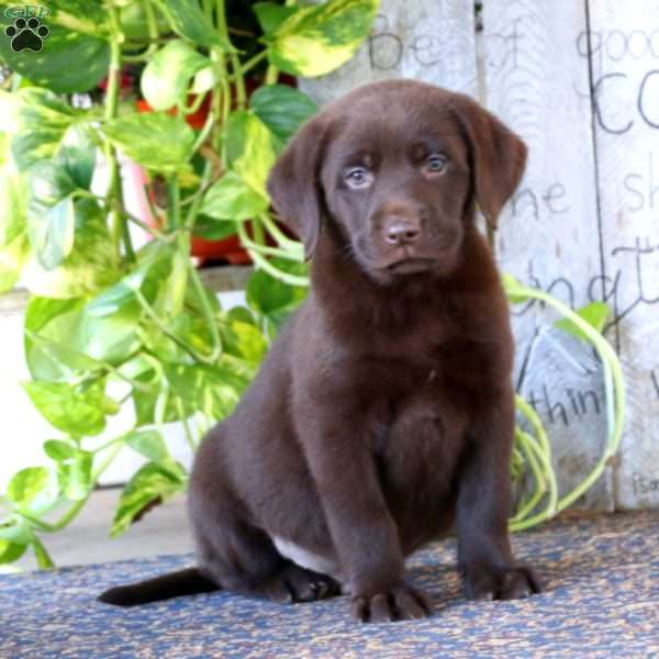 Ray, Chocolate Labrador Retriever Puppy