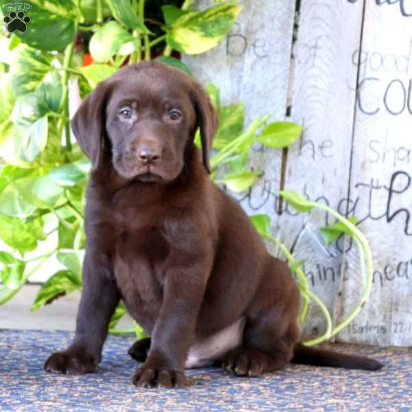 Ranger, Chocolate Labrador Retriever Puppy