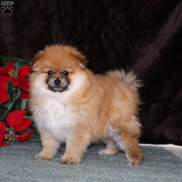 Rayna, Pomeranian Puppy