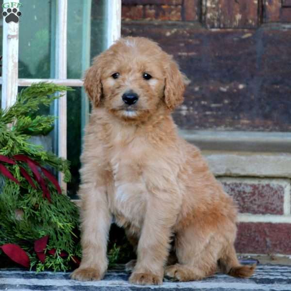 Reece, Goldendoodle Puppy