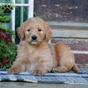 Reece, Goldendoodle Puppy
