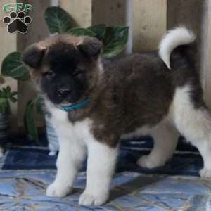 Akita Puppies for Sale | Greenfield Puppies