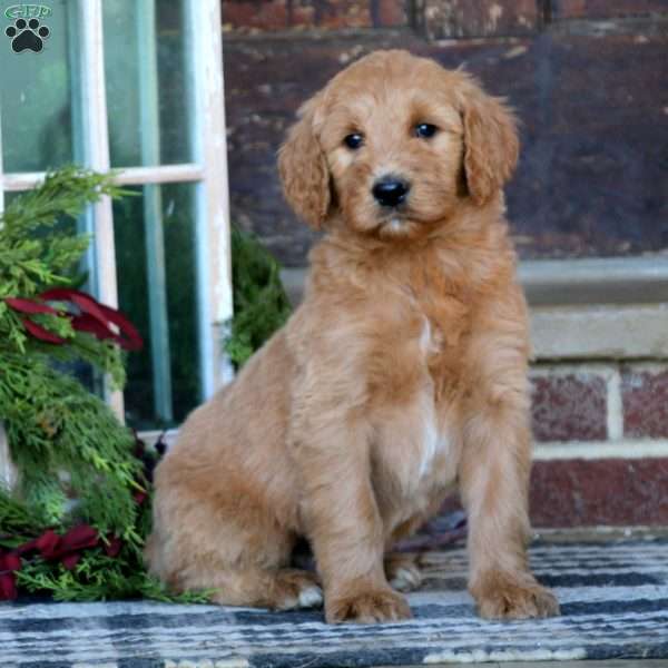 Remi, Goldendoodle Puppy