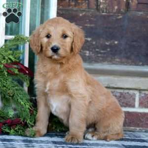 Remi, Goldendoodle Puppy