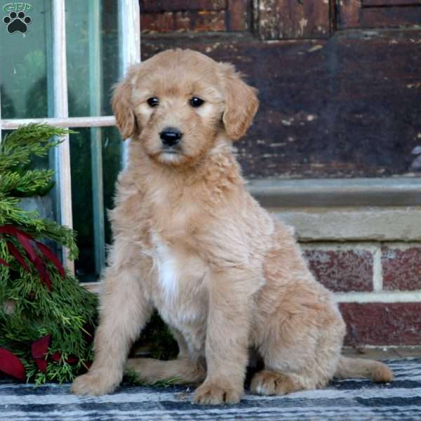 Rianna, Goldendoodle Puppy