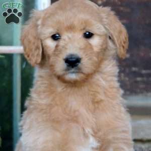 Rianna, Goldendoodle Puppy