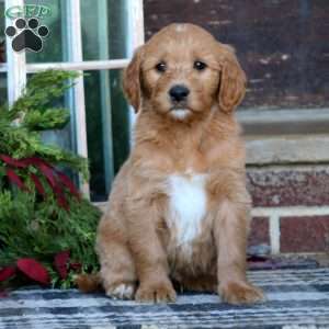 Ricky, Goldendoodle Puppy
