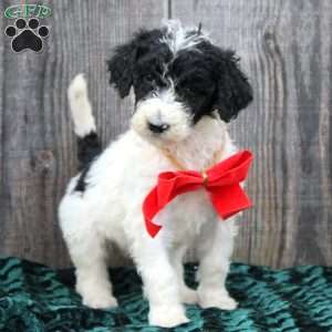 Riley, Standard Poodle Puppy