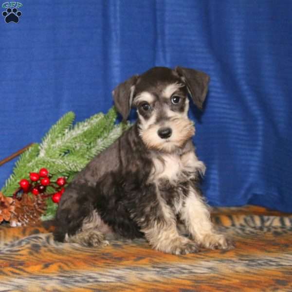 Rita, Miniature Schnauzer Puppy