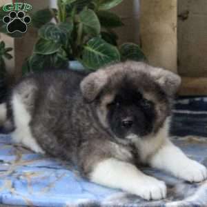 Akita Puppies for Sale | Greenfield Puppies