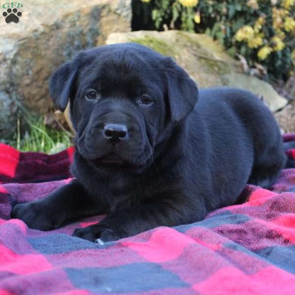 Rocky, Black Labrador Retriever Puppy