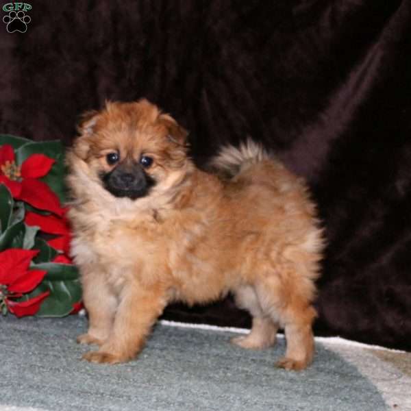 Rosa, Pomeranian Puppy