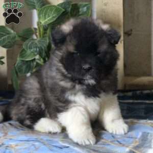 Akita Puppies for Sale | Greenfield Puppies