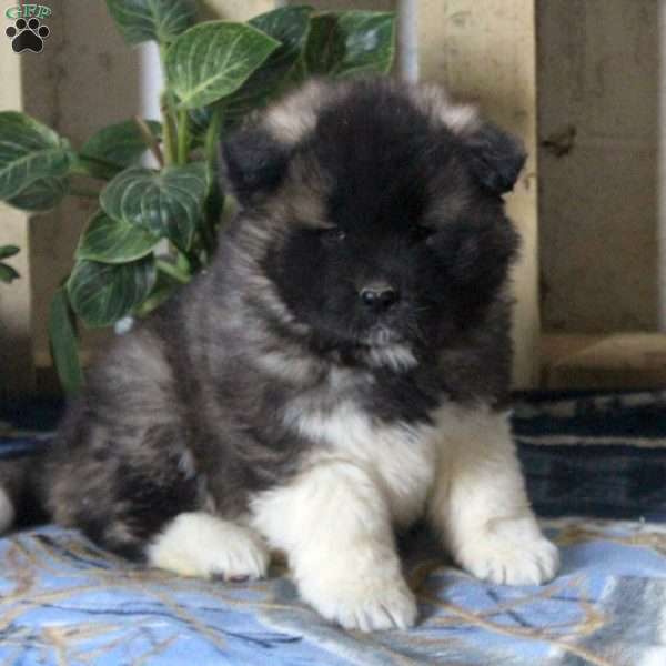 Roscoe, Akita Puppy