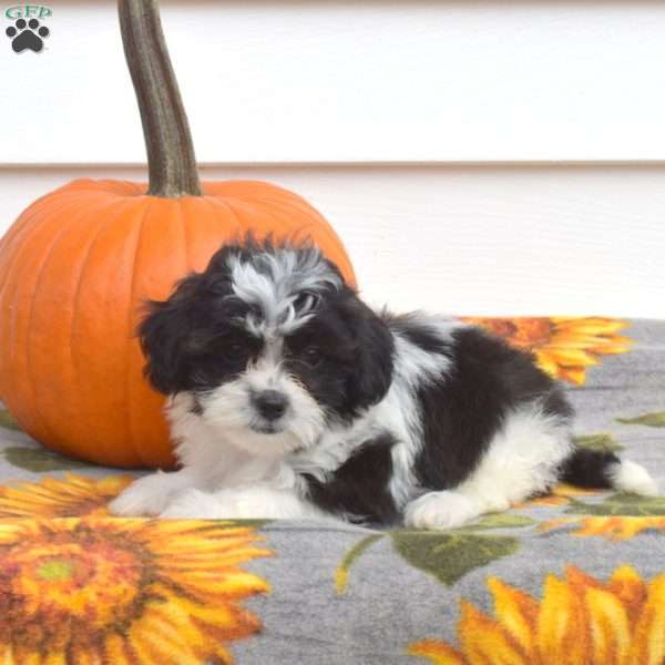 Rover, Shih-Poo Puppy