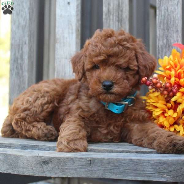 Rowan, Miniature Poodle Puppy