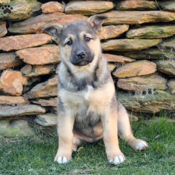 Roxie, German Shepherd Mix Puppy