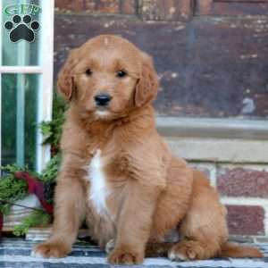 Royal, Goldendoodle Puppy