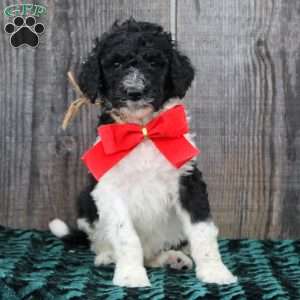 Rusty, Standard Poodle Puppy