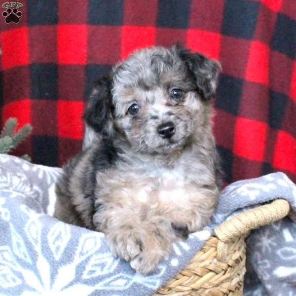 Sadie, Miniature Aussiedoodle Puppy
