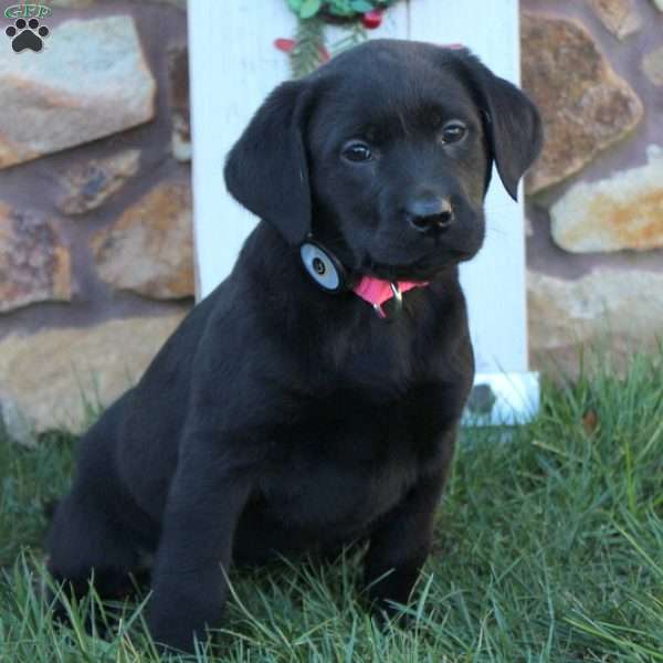 Sadie, Black Labrador Retriever Puppy